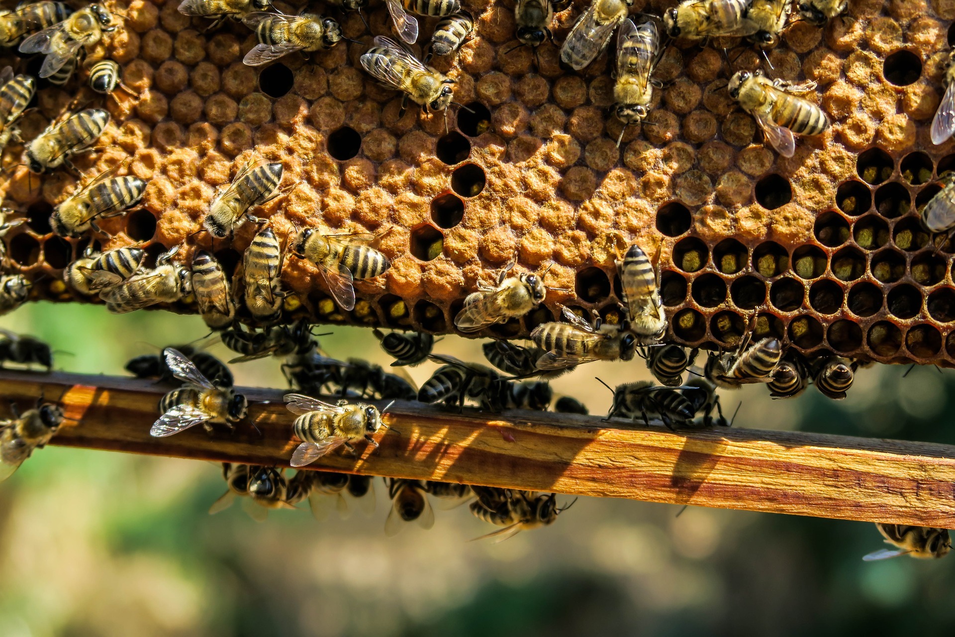 Sugarland Beekeepers cost